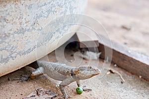 Lizard in the farm