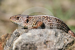 Lizard female