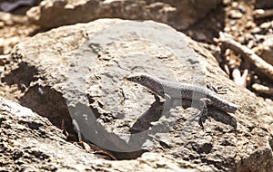 Lizard Fernando de Noronha Brazil