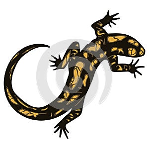 Lizard - Fiery Salamander