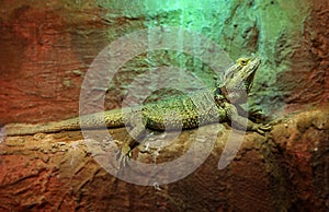 Lizard on the Finlands zoo