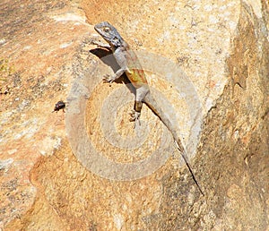 The lizard and the fly