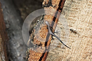 The lizard and the fly