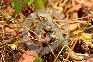 Lizard in foliage. India