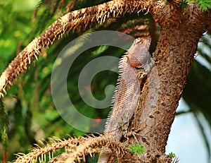 Lizard in foliage. India