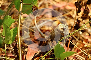 Lizard in foliage. India