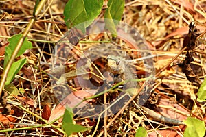 Lizard in foliage. India