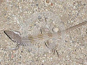 Lizard in the Foothills of Draper, Utah