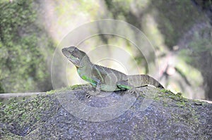 Lizard in the forest