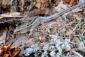 Lizard in the forest
