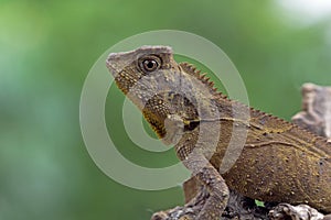Lizard forest dragon female on branch