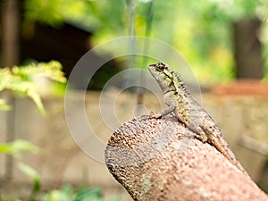 Lizard, galliwasp or chameleon on timber tree which is camouflage to survive in nature photo