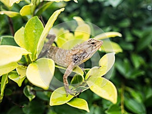 Lizard, galliwasp or chameleon