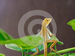 Lizard, galliwasp or chameleon is on tree which is camouflage to survive in nature photo
