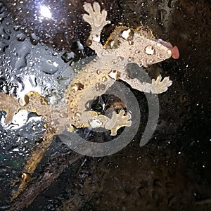 Lizard gecko crestedgecko reptile pets animals exotics cute water drink glasses photo