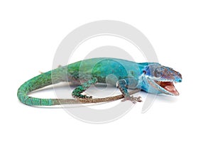 Lizard gecko isolated on white