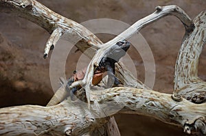 Lizard genus Cordylus South Africa