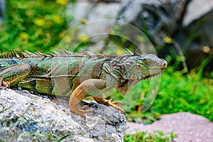 lizard of the genus Iguana native to Central, South America. And in the subfamily Iguanidae. photo