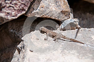 Lizard in Geopark of Al Huqf Al Wusta, Oman