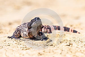 Lizard Gila Monster Heloderma suspectum north america