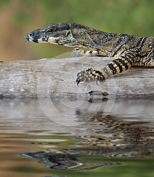 lizard Goanna balance on log photo