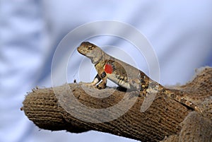 Lizard in the Gobi Desert. Mongolia