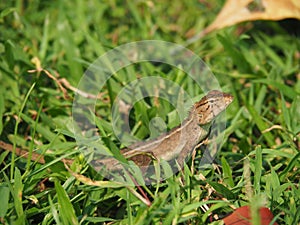 Lizard On Grass