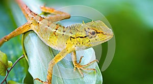 Lizard on the grass. Thailand, Phuket