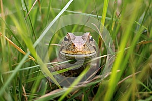 lizard with a grasshopper in its mouth, camouflaged in tall grass