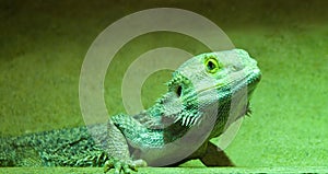 Lizard, Green photo