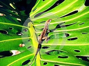 Lizard on a Green Leaf