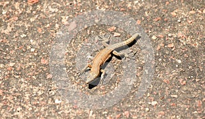 Lizard on the ground basking in the sun