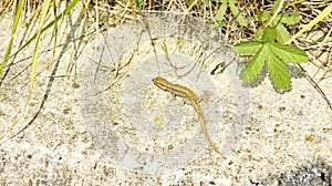 Lizard on the ground basking in the sun