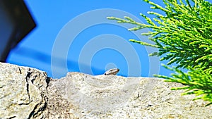 Lizard on the ground basking in the sun