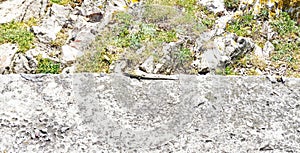 Lizard on the ground basking in the sun