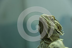 Lizard in Haifa Zoo