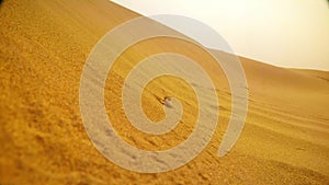 lizard half seats in sand and looks out dune in desert thar khuri rajasthan close up