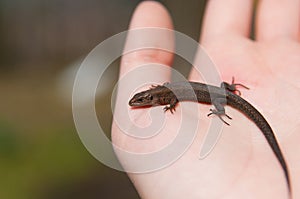 Lizard on hand