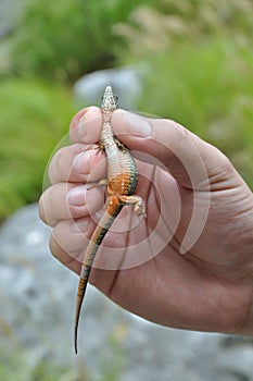 Lizard on hand