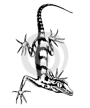 Lizard hand-drawn vector