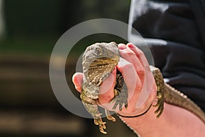 Lizard in a hand, South island, New Zealand