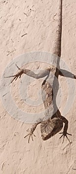 Lizard in handChipkali held in handHolding a lizardLizard close-up in handReptile in handSmall lizard in palm