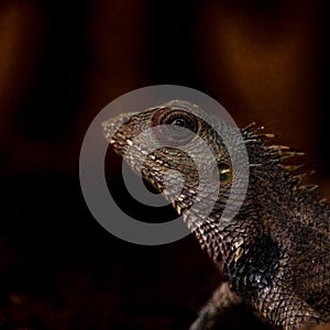 Lizard having spikes on the head looking dangerous