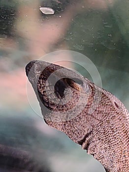 Lizard head anole close up