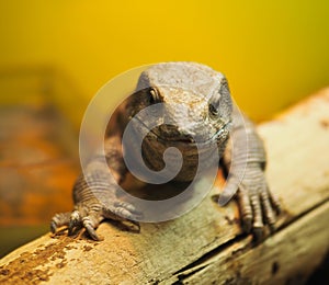 Lizard head close-up