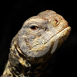 Lizard head at night