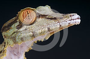 Lizard head / Uroplatus fimbriatus