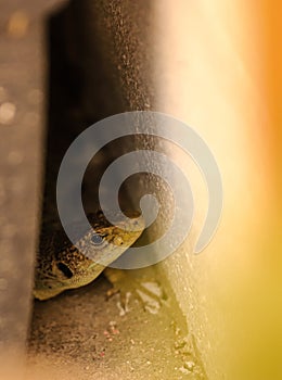 A lizard hides in a hole in a wall. photo