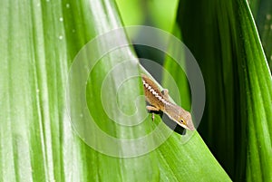 Lizard hiding behind green leaf