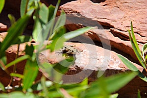 Lizard hiding behind a green plant